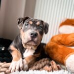 Emy LTR Instagram - Hello tout le monde ☀️ Je suis très émue de vous présenter Bonnie, ma nouvelle meilleure copine ❤️. Bonnie est une American Bully de 5 mois, son ancien propriétaire souhaitait faire un élevage clandestin pour vendre des petits chiots. Elle faisait partie d’une portée qui ont tous été récupéré par l’association @unetruffeetuntoi. Après avoir été dans une super famille d’accueil (coucou Elodie) Bonnie est enfin arrivée dans sa famille pour la vie, avec moi. Merci et bravo à cette superbe association qui fait le bien et qui me permet aujourd’hui d’accueillir cette merveille. Je vous invite à aller vous abonner à leur compte et leur apporter du soutien❤️. Bonnie est pleine d’amour, elle est rigolote et un peu gauche. Tout le monde tombe sous son charme et j’espère que vous aussi 🥰. Elle fait connaissance avec son environnement et est déjà un vrai pot de colle 🐶. Je profite de ce post bonne nouvelle pour répondre à de nombreuses questions que j’évite depuis des semaines. Je n’aime pas trop m’étaler sur ce genre de sujet alors autant vous le dire ici pour ne pas en faire une affaire d’état. Nous avons décidé Odah et moi de séparer nos chemins amoureux. Il n’y aucun conflit, nous restons proches et concentrés sur le bien être de notre fils puisque c’est le plus important pour nous. Nous mettons tout en place pour que tout se déroule en douceur et nous vous remercions de respecter cette période. Odah est le père de mon fils et il sera toujours ma famille. Bisous de bébé, Marley, Gogo, Bonnie, Odah et moi ❤️