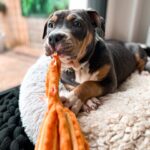 Emy LTR Instagram - Hello tout le monde ☀️ Je suis très émue de vous présenter Bonnie, ma nouvelle meilleure copine ❤️. Bonnie est une American Bully de 5 mois, son ancien propriétaire souhaitait faire un élevage clandestin pour vendre des petits chiots. Elle faisait partie d’une portée qui ont tous été récupéré par l’association @unetruffeetuntoi. Après avoir été dans une super famille d’accueil (coucou Elodie) Bonnie est enfin arrivée dans sa famille pour la vie, avec moi. Merci et bravo à cette superbe association qui fait le bien et qui me permet aujourd’hui d’accueillir cette merveille. Je vous invite à aller vous abonner à leur compte et leur apporter du soutien❤️. Bonnie est pleine d’amour, elle est rigolote et un peu gauche. Tout le monde tombe sous son charme et j’espère que vous aussi 🥰. Elle fait connaissance avec son environnement et est déjà un vrai pot de colle 🐶. Je profite de ce post bonne nouvelle pour répondre à de nombreuses questions que j’évite depuis des semaines. Je n’aime pas trop m’étaler sur ce genre de sujet alors autant vous le dire ici pour ne pas en faire une affaire d’état. Nous avons décidé Odah et moi de séparer nos chemins amoureux. Il n’y aucun conflit, nous restons proches et concentrés sur le bien être de notre fils puisque c’est le plus important pour nous. Nous mettons tout en place pour que tout se déroule en douceur et nous vous remercions de respecter cette période. Odah est le père de mon fils et il sera toujours ma famille. Bisous de bébé, Marley, Gogo, Bonnie, Odah et moi ❤️