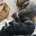Emy LTR Instagram - Hello tout le monde ☀️ Je suis très émue de vous présenter Bonnie, ma nouvelle meilleure copine ❤️. Bonnie est une American Bully de 5 mois, son ancien propriétaire souhaitait faire un élevage clandestin pour vendre des petits chiots. Elle faisait partie d’une portée qui ont tous été récupéré par l’association @unetruffeetuntoi. Après avoir été dans une super famille d’accueil (coucou Elodie) Bonnie est enfin arrivée dans sa famille pour la vie, avec moi. Merci et bravo à cette superbe association qui fait le bien et qui me permet aujourd’hui d’accueillir cette merveille. Je vous invite à aller vous abonner à leur compte et leur apporter du soutien❤️. Bonnie est pleine d’amour, elle est rigolote et un peu gauche. Tout le monde tombe sous son charme et j’espère que vous aussi 🥰. Elle fait connaissance avec son environnement et est déjà un vrai pot de colle 🐶. Je profite de ce post bonne nouvelle pour répondre à de nombreuses questions que j’évite depuis des semaines. Je n’aime pas trop m’étaler sur ce genre de sujet alors autant vous le dire ici pour ne pas en faire une affaire d’état. Nous avons décidé Odah et moi de séparer nos chemins amoureux. Il n’y aucun conflit, nous restons proches et concentrés sur le bien être de notre fils puisque c’est le plus important pour nous. Nous mettons tout en place pour que tout se déroule en douceur et nous vous remercions de respecter cette période. Odah est le père de mon fils et il sera toujours ma famille. Bisous de bébé, Marley, Gogo, Bonnie, Odah et moi ❤️
