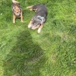 Emy LTR Instagram - Hello tout le monde ☀️ Je suis très émue de vous présenter Bonnie, ma nouvelle meilleure copine ❤️. Bonnie est une American Bully de 5 mois, son ancien propriétaire souhaitait faire un élevage clandestin pour vendre des petits chiots. Elle faisait partie d’une portée qui ont tous été récupéré par l’association @unetruffeetuntoi. Après avoir été dans une super famille d’accueil (coucou Elodie) Bonnie est enfin arrivée dans sa famille pour la vie, avec moi. Merci et bravo à cette superbe association qui fait le bien et qui me permet aujourd’hui d’accueillir cette merveille. Je vous invite à aller vous abonner à leur compte et leur apporter du soutien❤️. Bonnie est pleine d’amour, elle est rigolote et un peu gauche. Tout le monde tombe sous son charme et j’espère que vous aussi 🥰. Elle fait connaissance avec son environnement et est déjà un vrai pot de colle 🐶. Je profite de ce post bonne nouvelle pour répondre à de nombreuses questions que j’évite depuis des semaines. Je n’aime pas trop m’étaler sur ce genre de sujet alors autant vous le dire ici pour ne pas en faire une affaire d’état. Nous avons décidé Odah et moi de séparer nos chemins amoureux. Il n’y aucun conflit, nous restons proches et concentrés sur le bien être de notre fils puisque c’est le plus important pour nous. Nous mettons tout en place pour que tout se déroule en douceur et nous vous remercions de respecter cette période. Odah est le père de mon fils et il sera toujours ma famille. Bisous de bébé, Marley, Gogo, Bonnie, Odah et moi ❤️
