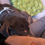 Emy LTR Instagram - Hello tout le monde ☀️ Je suis très émue de vous présenter Bonnie, ma nouvelle meilleure copine ❤️. Bonnie est une American Bully de 5 mois, son ancien propriétaire souhaitait faire un élevage clandestin pour vendre des petits chiots. Elle faisait partie d’une portée qui ont tous été récupéré par l’association @unetruffeetuntoi. Après avoir été dans une super famille d’accueil (coucou Elodie) Bonnie est enfin arrivée dans sa famille pour la vie, avec moi. Merci et bravo à cette superbe association qui fait le bien et qui me permet aujourd’hui d’accueillir cette merveille. Je vous invite à aller vous abonner à leur compte et leur apporter du soutien❤️. Bonnie est pleine d’amour, elle est rigolote et un peu gauche. Tout le monde tombe sous son charme et j’espère que vous aussi 🥰. Elle fait connaissance avec son environnement et est déjà un vrai pot de colle 🐶. Je profite de ce post bonne nouvelle pour répondre à de nombreuses questions que j’évite depuis des semaines. Je n’aime pas trop m’étaler sur ce genre de sujet alors autant vous le dire ici pour ne pas en faire une affaire d’état. Nous avons décidé Odah et moi de séparer nos chemins amoureux. Il n’y aucun conflit, nous restons proches et concentrés sur le bien être de notre fils puisque c’est le plus important pour nous. Nous mettons tout en place pour que tout se déroule en douceur et nous vous remercions de respecter cette période. Odah est le père de mon fils et il sera toujours ma famille. Bisous de bébé, Marley, Gogo, Bonnie, Odah et moi ❤️