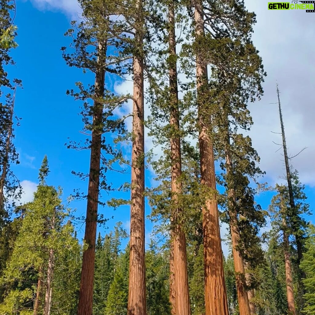 Enrique Arce Instagram - YOSEMITE NATIONAL PARK (CALIFORNIA), DIA 2/DAY 2 la icónica montaña de EL CAPITAN, que popularizÓ Alex Hannold en el docu SOLO, y las Sequoias Gigantes de Mariposa Grove. 45km de senderismo por Yosemite National Park en dos días de inmersión total en la naturaleza más impresionante