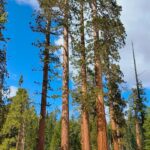 Enrique Arce Instagram – YOSEMITE NATIONAL PARK (CALIFORNIA), DIA 2/DAY 2
la icónica montaña de EL CAPITAN, que popularizÓ Alex Hannold en el docu SOLO, y las Sequoias Gigantes de Mariposa Grove.
45km de senderismo por Yosemite National Park  en dos días de inmersión total en la naturaleza más impresionante