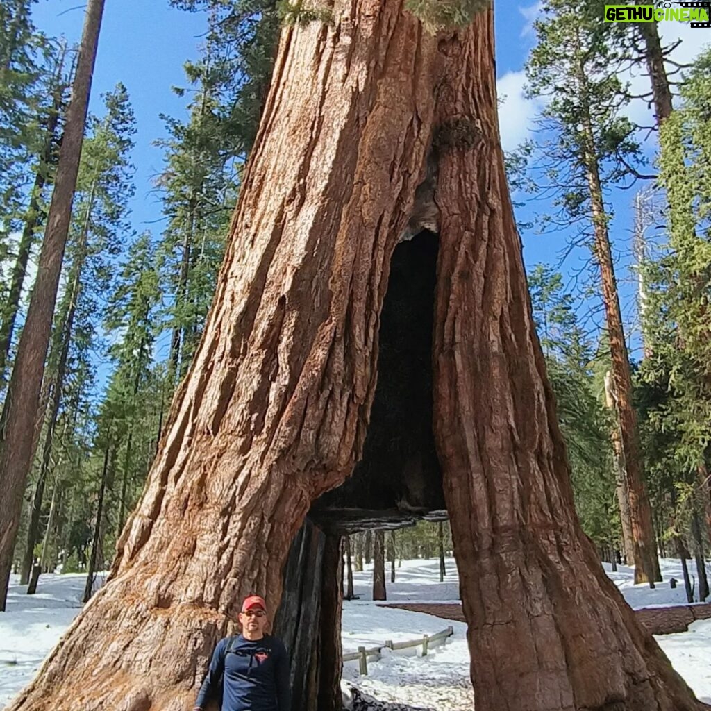 Enrique Arce Instagram - YOSEMITE NATIONAL PARK (CALIFORNIA), DIA 2/DAY 2 la icónica montaña de EL CAPITAN, que popularizÓ Alex Hannold en el docu SOLO, y las Sequoias Gigantes de Mariposa Grove. 45km de senderismo por Yosemite National Park en dos días de inmersión total en la naturaleza más impresionante