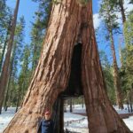 Enrique Arce Instagram – YOSEMITE NATIONAL PARK (CALIFORNIA), DIA 2/DAY 2
la icónica montaña de EL CAPITAN, que popularizÓ Alex Hannold en el docu SOLO, y las Sequoias Gigantes de Mariposa Grove.
45km de senderismo por Yosemite National Park  en dos días de inmersión total en la naturaleza más impresionante