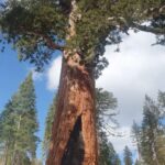 Enrique Arce Instagram - YOSEMITE NATIONAL PARK (CALIFORNIA), DIA 2/DAY 2 la icónica montaña de EL CAPITAN, que popularizÓ Alex Hannold en el docu SOLO, y las Sequoias Gigantes de Mariposa Grove. 45km de senderismo por Yosemite National Park en dos días de inmersión total en la naturaleza más impresionante