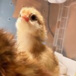 Eugene Instagram - 병아리 부화 성공~! 유정란 5알중 세마리가 태어났어요~~! 알까고 나오는건 처음본지라 너무 신기하고~! 아이들도 너무 좋아하고~! 세상 귀엽다~~~! 나머지 두마리도 나오길 기다리는중...!
