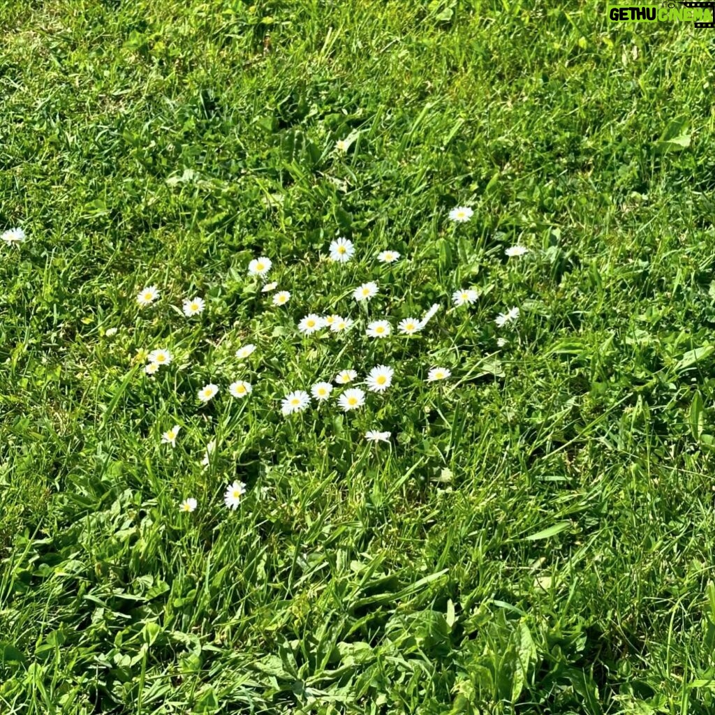 Eugenia Kuzmina Instagram - Flowers and spirit grow in the most unusual places 💜#writing 🦋🌿 thank you @heckfield_place for the stay during filming an appearance scene @davidayermovies and connecting with the nature #natureisnurture ….💜🌙