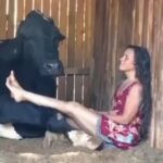 Eva Green Instagram – Cows like music 🎶, just like us !
It helps to relax them and make them feel comfortable . The vibrations from the music help relax their muscles and make them feel less stressed . Cows typically respond to classical music but can enjoy other genres 🐮🤍

The lovely lady in the video is Patricia of the sanctuary @ahimsa.santuariovaledarainha . She’s singing to Master Ox Sidartha, who unfortunately passed away this past Christmas eve 🖤