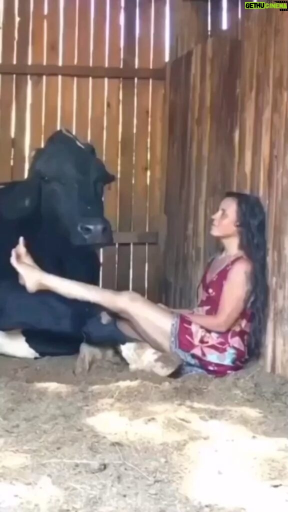 Eva Green Instagram - Cows like music 🎶, just like us ! It helps to relax them and make them feel comfortable . The vibrations from the music help relax their muscles and make them feel less stressed . Cows typically respond to classical music but can enjoy other genres 🐮🤍 The lovely lady in the video is Patricia of the sanctuary @ahimsa.santuariovaledarainha . She’s singing to Master Ox Sidartha, who unfortunately passed away this past Christmas eve 🖤