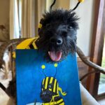 Eva Green Instagram - The most fabulous portrait of Mister Winston by the fabulous , incredibly gifted @rubyrose 🐝🖤