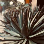 Evangeline Lilly Instagram - I just left Los Angeles. In my 20 years as an actress, I have so rarely been in LA. The odd time that I am (once every year or two) I am always struck by the intensity of the energy in that city...a frenetic buzz hangs in the air. It can be difficult to settle my heart, mind, body and soul. I can't imagine how difficult it would be to stay grounded, and centered, and in flow if I lived there. And whenever I am in LA, I am also always struck by how beauty can be found everywhere. I am a country girl. I love the forest and the mountains, trees and streams, brooks and bugs. But, even when in this city, as long as I can feel living things around me, my soul can find peace. 🌱 #LA #losangeles #succulents #greenery #plants #nature #city #peace #mentalhealth
