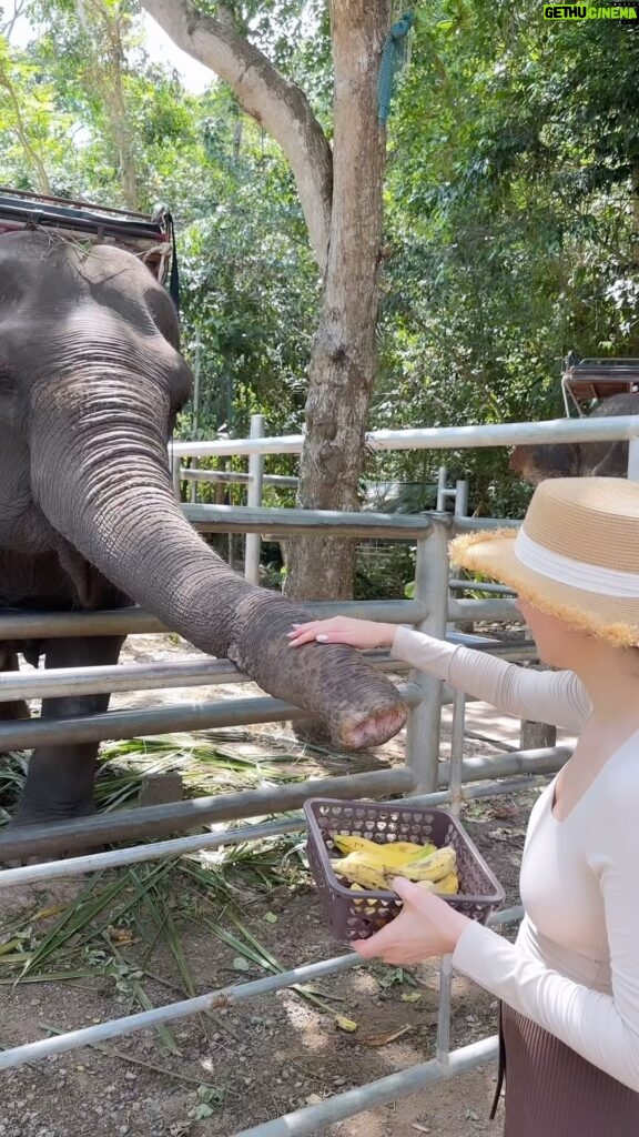 Evgenia Medvedeva Instagram - Покормили бананами, но не мартышек🐘🍌 В конце видео бонус😂💧