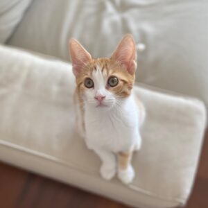 Ezgi Şenler Instagram - Allahım neden bu kadar güzel,şapşal ve salak yarattın 😍❤️🐾🍯 #4monthscat