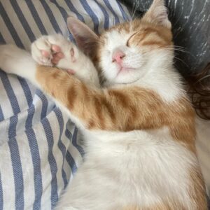Ezgi Şenler Instagram - Allahım neden bu kadar güzel,şapşal ve salak yarattın 😍❤️🐾🍯 #4monthscat