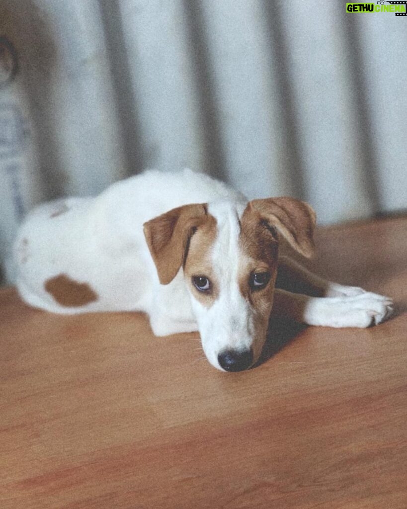 Fatima Sana Shaikh Instagram - Meet Lola, a beautiful pup rescued by my brother and a friend. She has the most beautiful eyes. Lola’s journey took an unexpected turn when a person in Pune, who had planned to adopt her, changed their mind just two days before she was set to leave. Lola is currently in foster care in Versova, where she’s living among 15 dogs and cats. While she gets along well with her furry friends, she longs for a place to call her own. Despite her initial shyness, Lola is friendly and warms up quickly to humans. She’s been dewormed and vaccinated, ready to bring joy and companionship to her forever home. 91 98202 85102