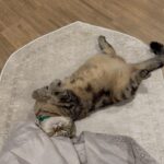 Fatin Afeefa Instagram - kucing untuk di let-go