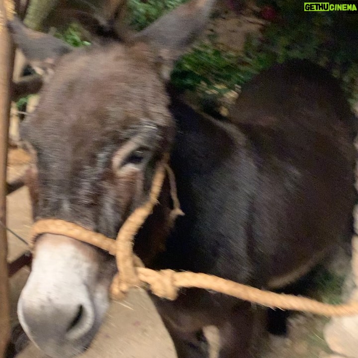 Fiona Palomo Instagram - A few more shots with these beautiful people ❤️ and sir donkey… @jtbmovie JOURNEY TO BETHLEHEM saldrá mundialmente en cines. 🎥✨