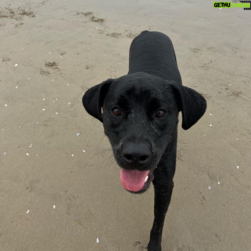 Fivel Stewart Instagram - this is Boh, at the dog beach 🖤🥹 📸. @nicolegotko