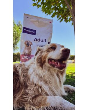 Francini Amaral Instagram - 🐶❤️

Hace un mes mis cachorros empezaron a comer Virbac…

Es un alimento francés , alto en proteína, bajo en carbohidratos y con un perfil preventivo de enfermedades...

Les gusta tanto que tb lo utilizo como premio ❤️
