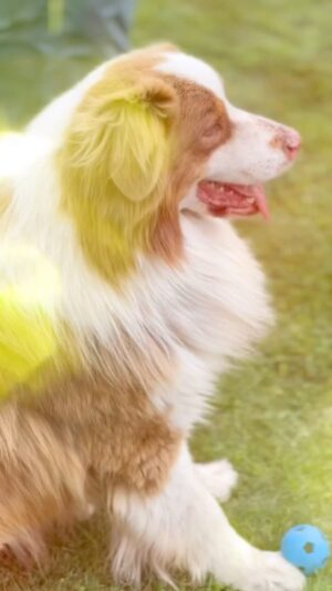 Francini Amaral Instagram - Las enfermedades articulares de los perros pueden ser heredadas o adquiridas y entre ellas la mas común y temida es la displasia de cadera y codo.

Por eso la prevención es indispensable... un buen alimento, evitar sobrepeso y obvio VIARTRO de @nuvian.cl 

Viartro es efectivo en la prevención y también como aporte al tratamiento de estas enfermedades.

Su fórmula con colágeno hidrolizado, MSM, Glucosamina, Magnesio y mas es la mejor.

Mis perros se mueven libres, felices, ágiles y sin dolor con VIARTRO... y para una familia multiespecie dinámica e inquieta como la mía, el movimiento es vital !! 💪🏼😊

Gracias @erwinflores_vet por cuidar de mis enanos 🐶

#displasiadecadera #doglover #mascotas