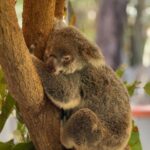 Francisco Saavedra Instagram – Seguimos viajando por Australia #SociosPorElMundo3 que tengan un lindo día ❤️🇹🇫🐨