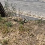 Gabourey Sidibe Instagram – Praising God with the……Are these squirrels?…..Whatever they were, they were ready to fight over some cashews.