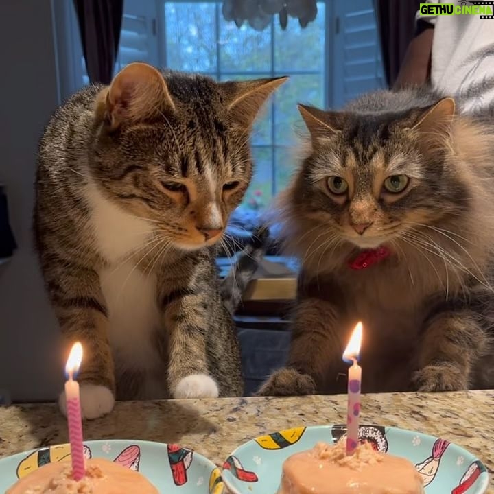 Gabourey Sidibe Instagram - Pop a bottle for my cat on his birthday!! Happy 5th Birthday to Aaron!!! And yes @derrelljermainedupree gets an equal attention cake.