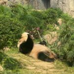 Gabriela Fadel Instagram - Eu e o panda 🐼 Fui pra Macau só pra ver um pandinha chinês de verdade e faria tudo de novo