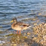 Gala Caldirola Instagram - Fuimos al Río a ver los patitos con el nonno 🦆🤍