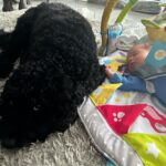 Gemma Atkinson Instagram - Norman seems to think he has a new puppy 😂 He was the exact same with Mia. Wouldn’t leave her side. He’s now the same with Thiago 🥺❤️