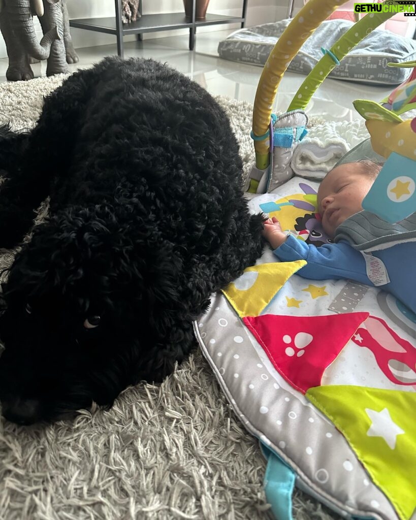 Gemma Atkinson Instagram - Norman seems to think he has a new puppy 😂 He was the exact same with Mia. Wouldn’t leave her side. He’s now the same with Thiago 🥺❤️
