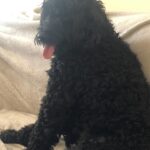 Gemma Atkinson Instagram - So after a trip to a dog dermatologist today and various swabs, blood tests and skin tests, it seems Norman has atopic dermatitis. Basically his immune system overreacts to airborne allergens and makes everything itch and become inflamed. He gets regular ear infections, anal gland infections and swollen red pads. He was born with it and it’s apparently very common in his breed (he’s a sproodle) so I’m just glad it’s nothing I’ve done the last almost 12 years. Anything as little as dust mites, certain ingredients in foods, or skin contact with certain substances will set it off 🤦🏼‍♀️ It’s not curable but it’s treatable in that he’ll be loads more comfortable and (hopefully) back to his old happy self 😃 It’s just going to take a lot of work treatment wise. We’ve got 3 wks of twice weekly baths, daily dry foam soaks, 2 lots of ear drops, and 2 lots of tablets before we head back for appointment number 2. I’ve had loads of DMs with suggestions for him and we’ve tried all of them. Herbal ones, monthly injections, certain foods, tablets and drops, certain shampoos etc… and they all work, but only for a few months then he has another flare up. The good thing is his blood tests are all clear. So his kidneys, liver & red and white blood count are spot on which is a relief! It’ll take a while and on top of Mia starting school, looking after Thiago and gorks working away it’s the last thing I need 🤦🏼‍♀️😂 BUT we’ll get there. I’ll make it work because I want all of my “babies” to be comfortable & happy, especially as they get older ❤️ 🐶