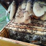 Genevieve Padalecki Instagram – Bee update 🐝