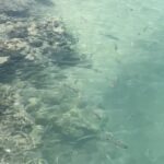 Georgia Hassarati Instagram - beach, babes, bums, beetles, and blue ass water 🐬