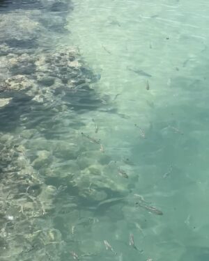 Georgia Hassarati Instagram - beach, babes, bums, beetles, and blue ass water 🐬