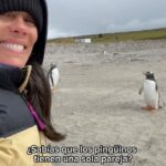 Gianella Neyra Instagram – Qué hermosa es la historia de los pingüinos 🐧, ¿alguna vez la escucharon? Aquí se las cuento rapidito 💕. ¡Y de todo corazón 🥰 les deseo que todos tengamos nuestro grupo de pingüinos 🐧 de por vida 💖!