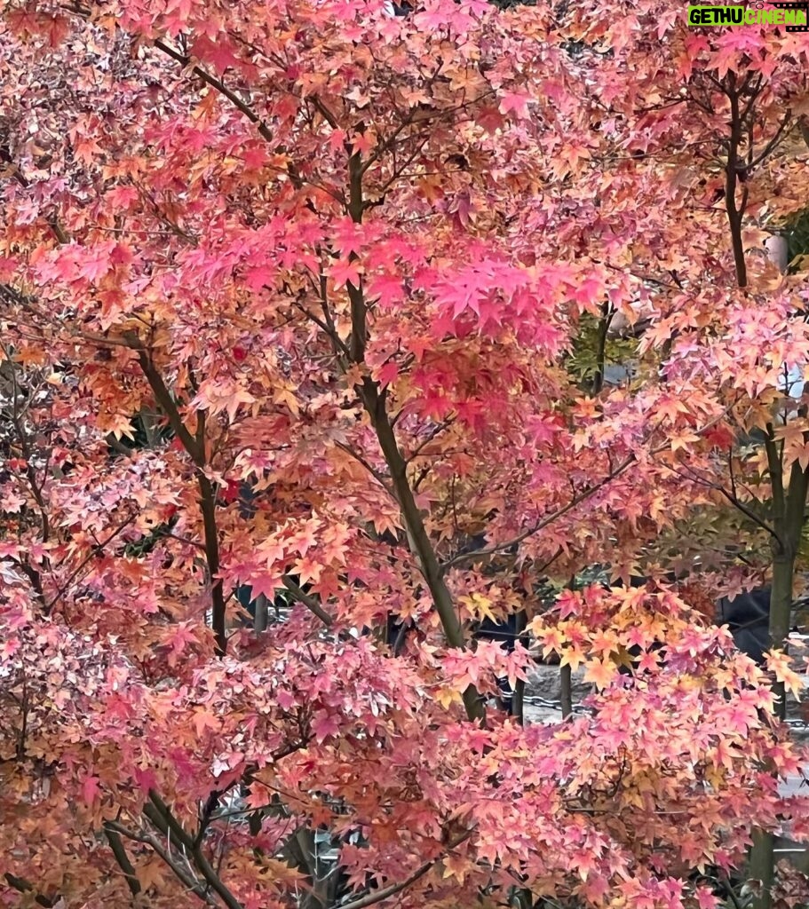 Gisselle Kuri Instagram - El domingo fui a Japón, pero no era Japón jeje. Algún día de estos iré al de a deveras 🤞🏻. Por lo pronto, esto fue una probadita deliciosa. Tqm LA, y a ti más otoño 🍂🫰🏻.