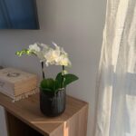 Giulia Guerrini Instagram - Le piante danno davvero vita alla casa 🌱💚