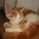 Giulia Nassa Instagram - Orlando Tadeu e Orivaldo Benedito 🧡🐈🐈‍⬛🩶
