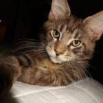 Giulia Nassa Instagram - Orlando Tadeu e Orivaldo Benedito 🧡🐈🐈‍⬛🩶