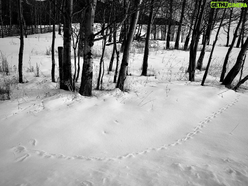 Glenn Close Instagram - Follow the rodent track from right to left and you will see the wing imprint in the snow where an owl swooped down to catch it. A visual pattern of Nature's awesome continuum. #owlshunting @owlwissdom #fantasticowls #animaltracksinthesnow