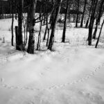 Glenn Close Instagram – Follow the rodent track from right to left and you will see the wing imprint in the snow where an owl swooped down to catch it. A visual pattern of Nature’s awesome continuum. 

#owlshunting 
@owlwissdom 
#fantasticowls 
#animaltracksinthesnow