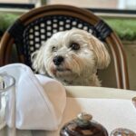 Glenn Close Instagram – Pip at Cafe Cluny 

#dogsofinstagram #havaneselife #dogsonchairs #dogsattables
