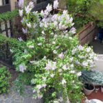 Glenn Close Instagram - Glory out my window, onto in a secret garden in the West Village. #wedtvillagenyc #villagespring #springinnewyork #spring #springflowers #westvillagegardens #westvillagenyc