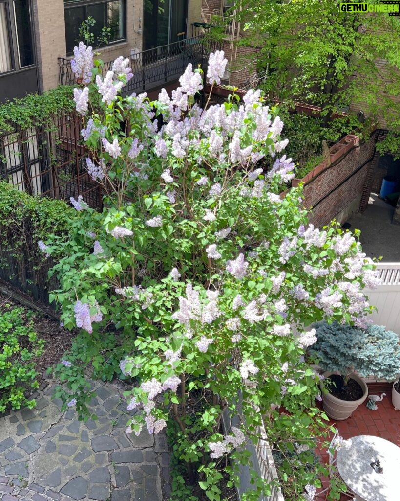 Glenn Close Instagram - Glory out my window, onto in a secret garden in the West Village. #wedtvillagenyc #villagespring #springinnewyork #spring #springflowers #westvillagegardens #westvillagenyc