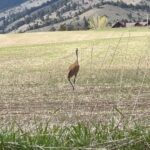 Glenn Close Instagram – The Sandhill Cranes are back! With their beautiful bugle calls. So elegant!