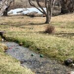 Glenn Close Instagram – Cross Country Bocce.
The two green balls in the stream are mine.  The two red balls in the stream are Annie’s. 😆The two green balls in the distance are my son-in-laws. He of the uncanny hand/eye coordination. WE WON!
#bocce