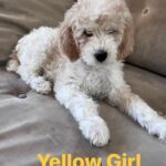 Gloria Estefan Instagram – Reposting my Sister’s updates pics of the three delicious furry babies that are looking for their forever home…❤️❤️❤️ Repost: @thepapergirl Feeling like someone sprinkled them with fertilizer since my last post! These are the 3 girls I have left ❤️ DM  me for details. #bestdogsever #goldendoodles #Maggieslitter