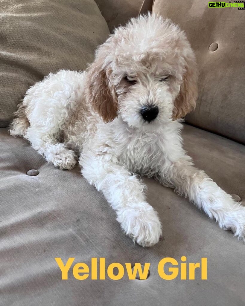 Gloria Estefan Instagram - Reposting my Sister’s updates pics of the three delicious furry babies that are looking for their forever home…❤️❤️❤️ Repost: @thepapergirl Feeling like someone sprinkled them with fertilizer since my last post! These are the 3 girls I have left ❤️ DM me for details. #bestdogsever #goldendoodles #Maggieslitter